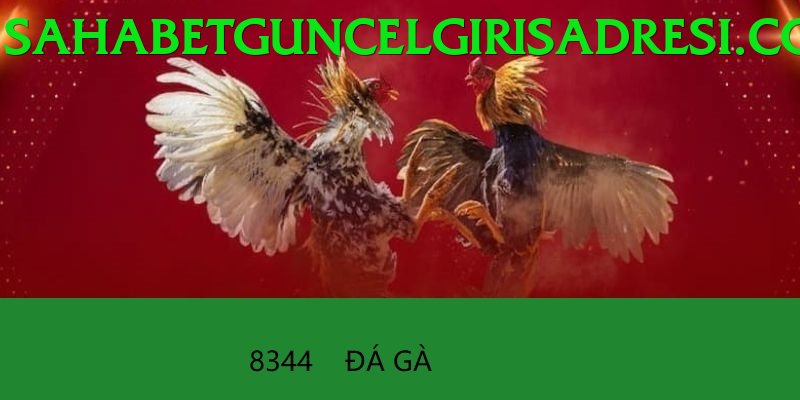 Đá Gà Trực Tiếp - Ưu đãi đặc biệt